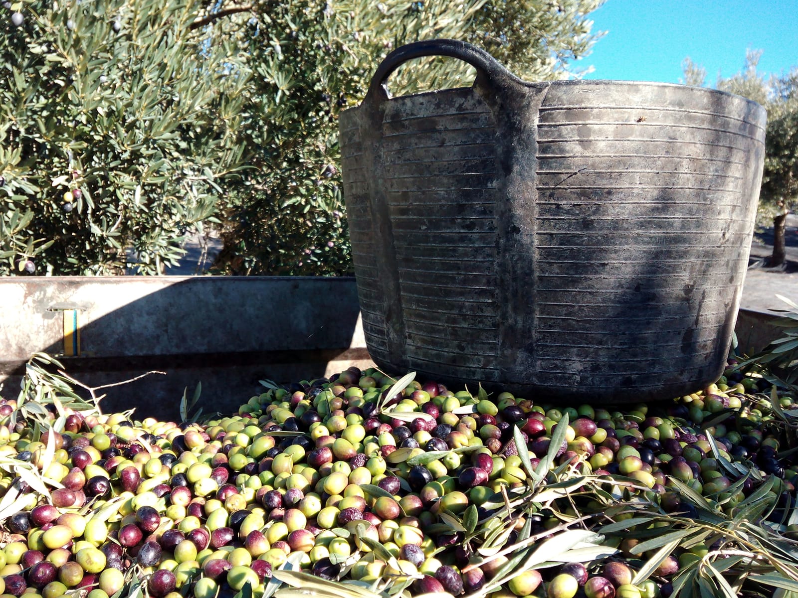 Aceitunas recogidas en una cesta durante la cosecha en Santaella, Córdoba.